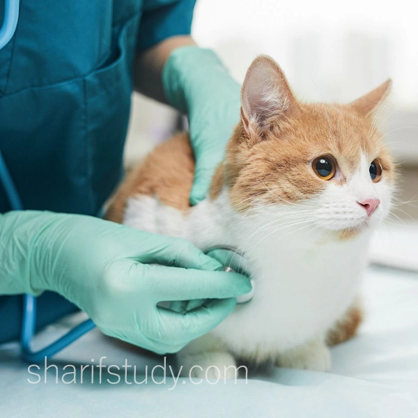 UPM Veterinary Hospital University Malaysia